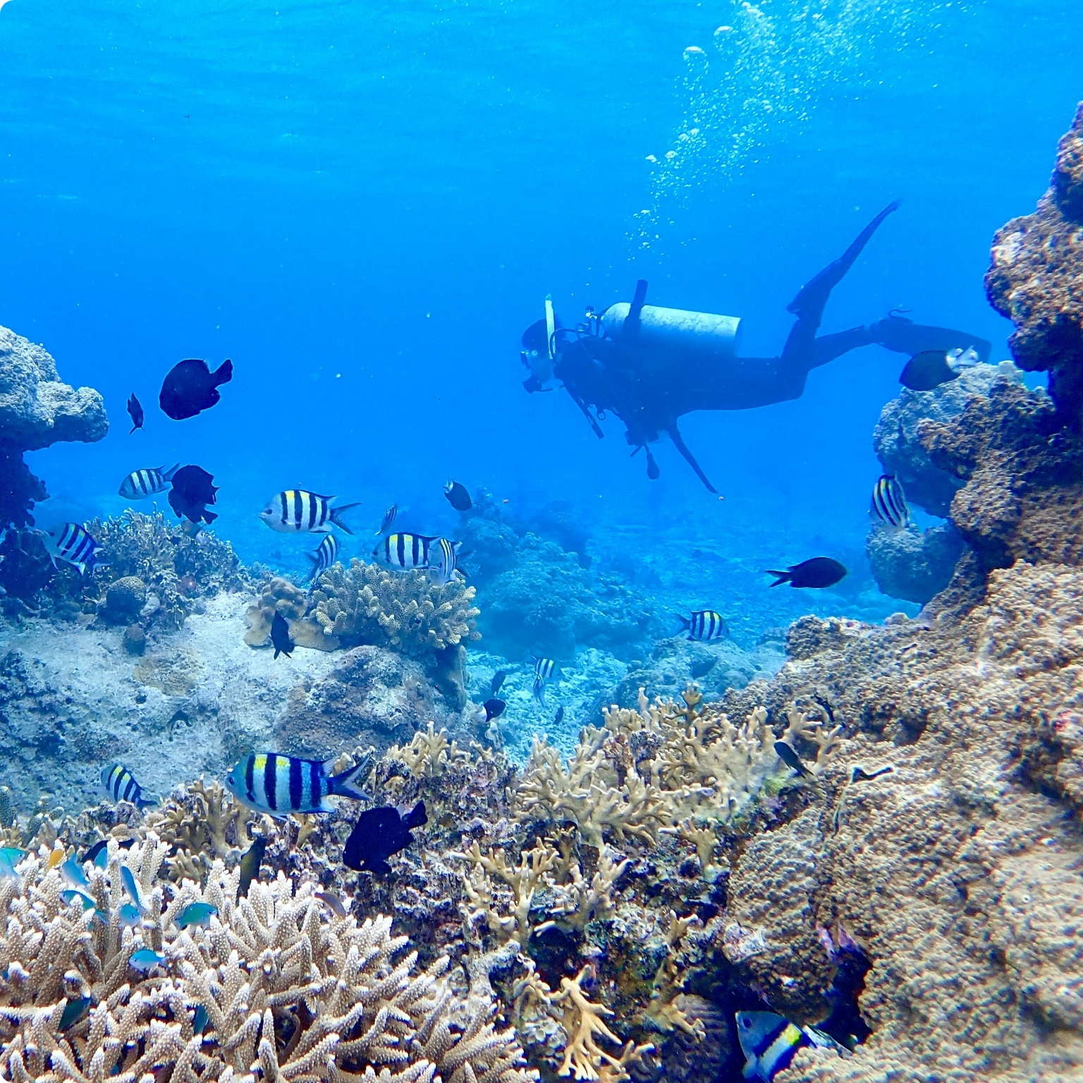 沖縄本島・慶良間諸島がメインのダイビングツアー