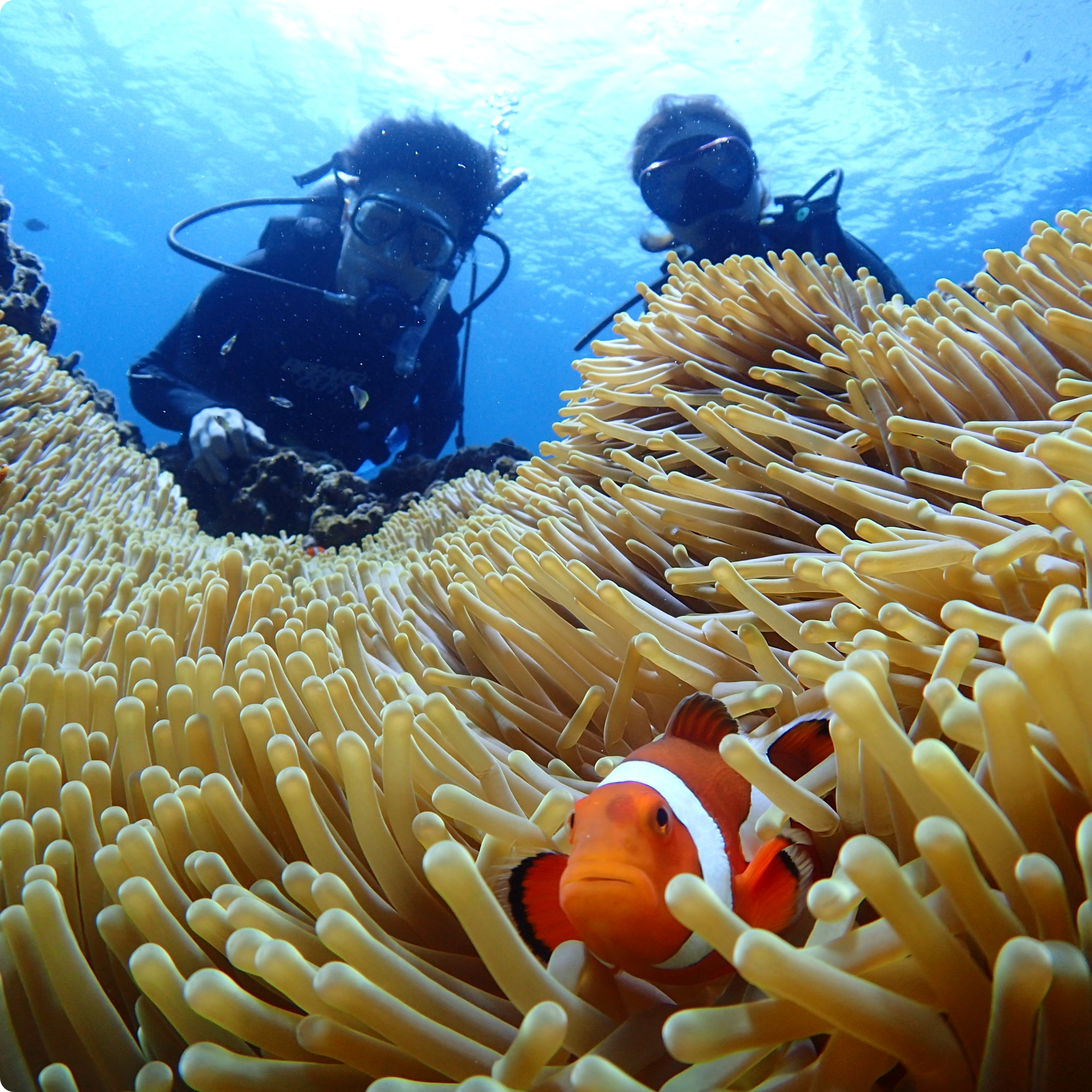 沖縄本島・慶良間諸島がメインのダイビングツアー