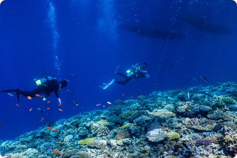 ファンダイビング