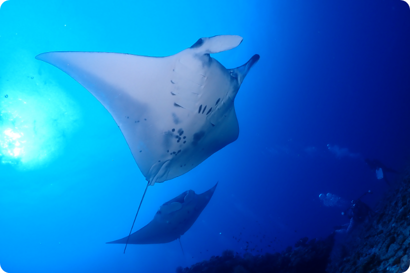 ファンダイビング