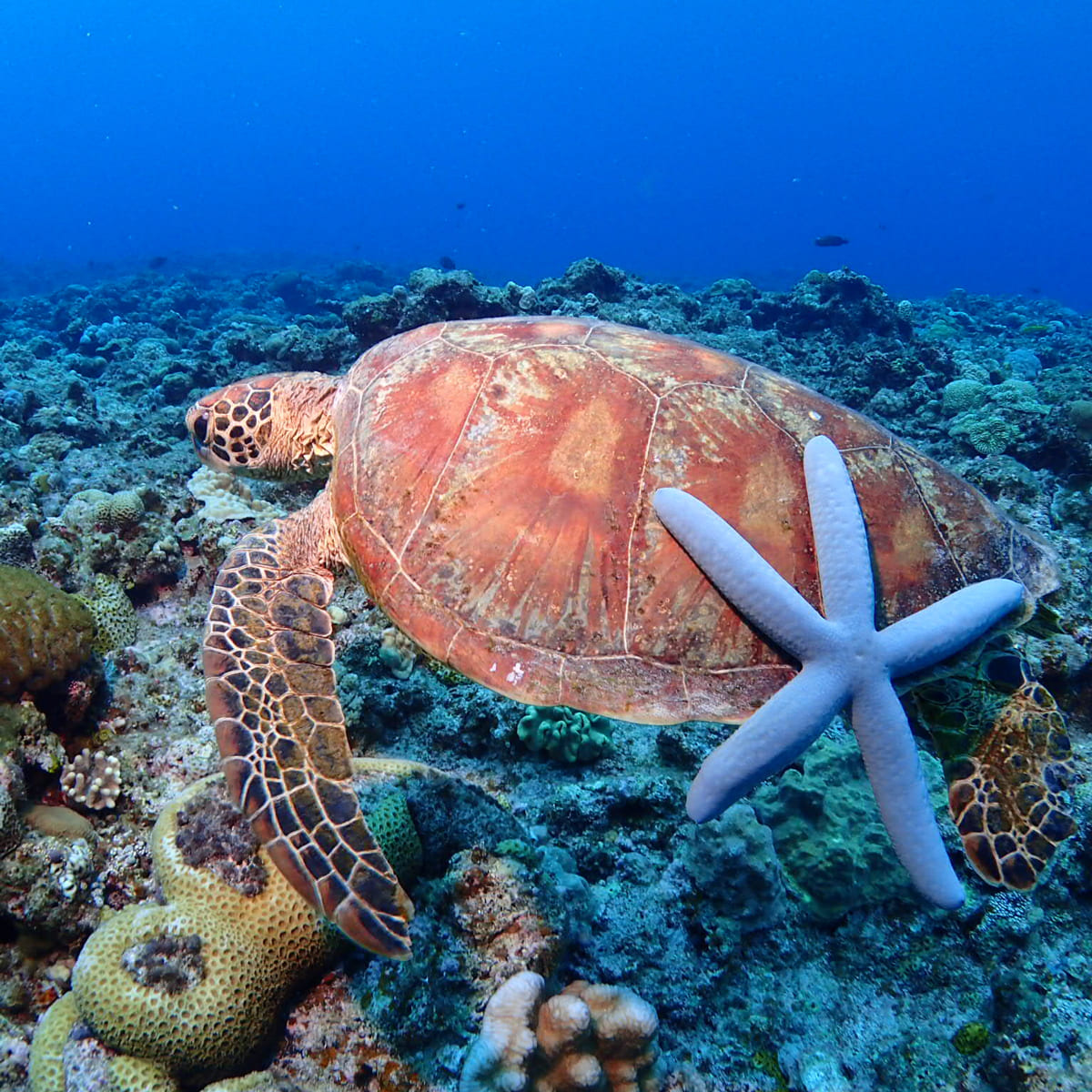 沖縄の海で、忘れられないダイビング体験を。