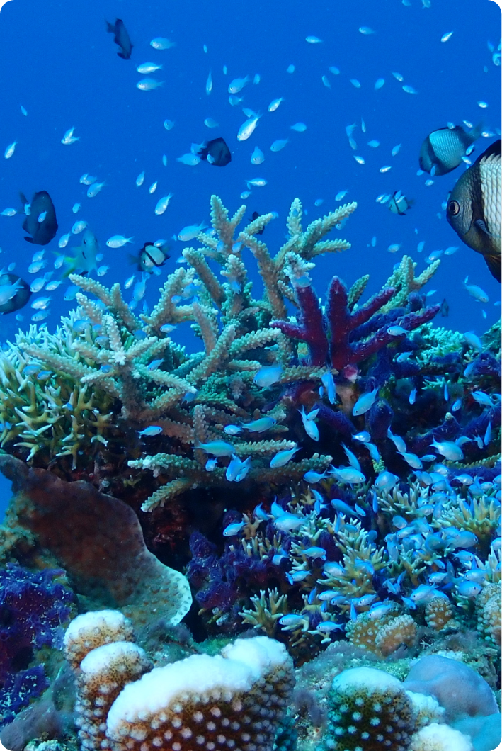 沖縄の海で、忘れられないダイビング体験を。