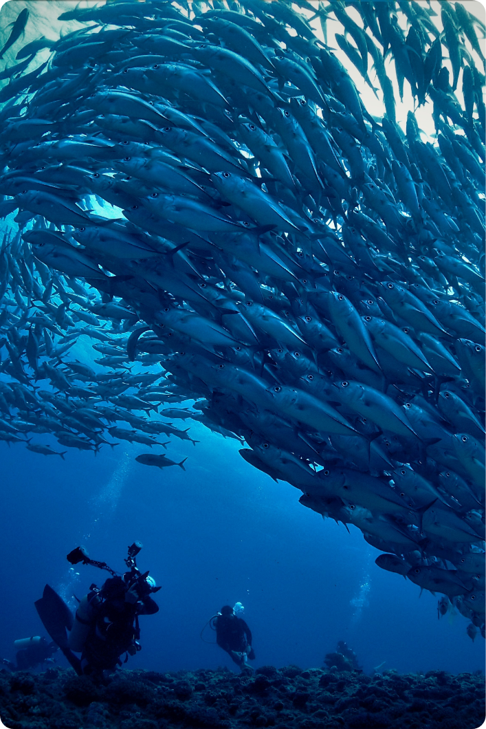 沖縄の海で、忘れられないダイビング体験を。
