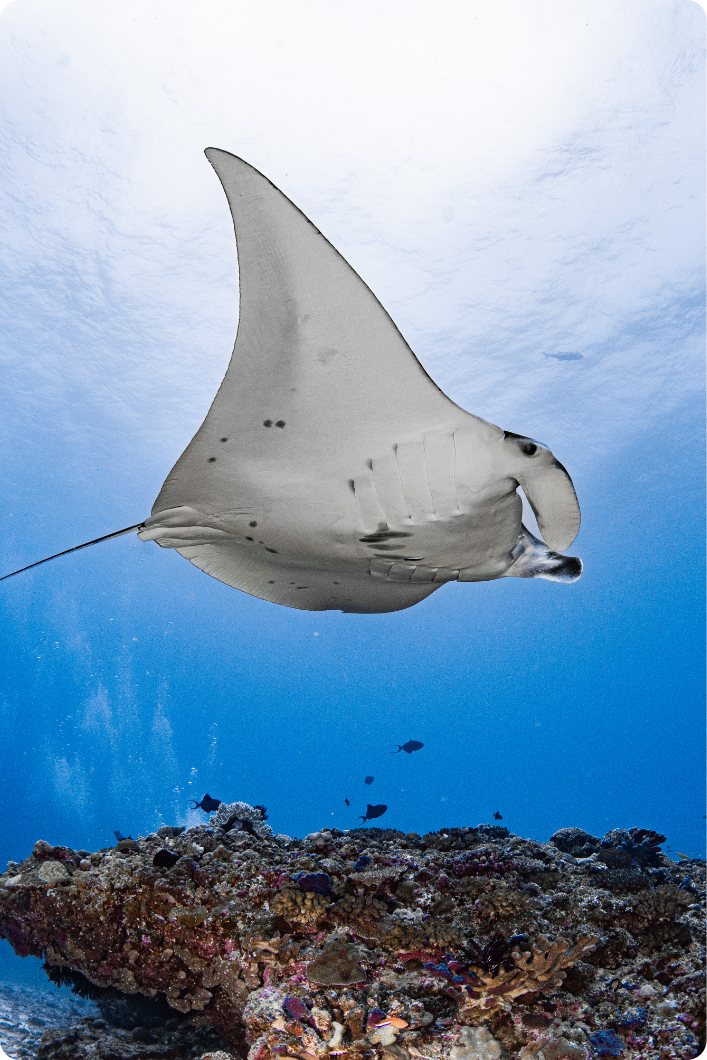 沖縄の海で、忘れられないダイビング体験を。