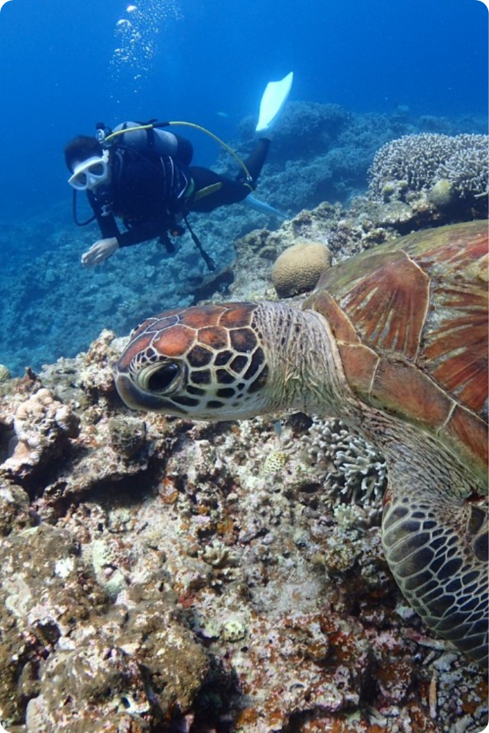 沖縄の海で、忘れられないダイビング体験を。