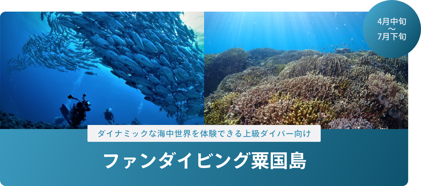 期間限定コース